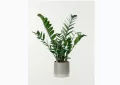 Zamioculcas