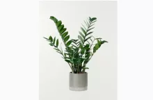 Zamioculcas
