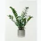 Zamioculcas