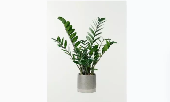 Zamioculcas