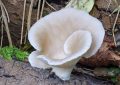 mushrooms
