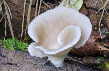 mushrooms