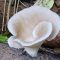 mushrooms