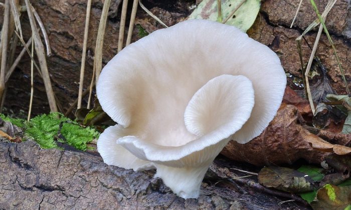 mushrooms
