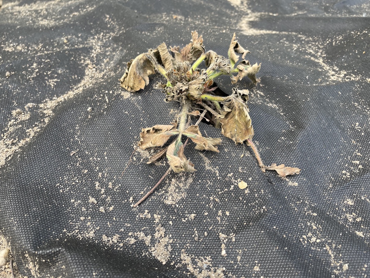 Mulching foil 