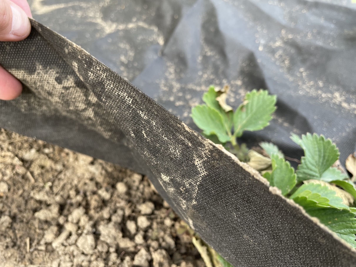 Mulching foil