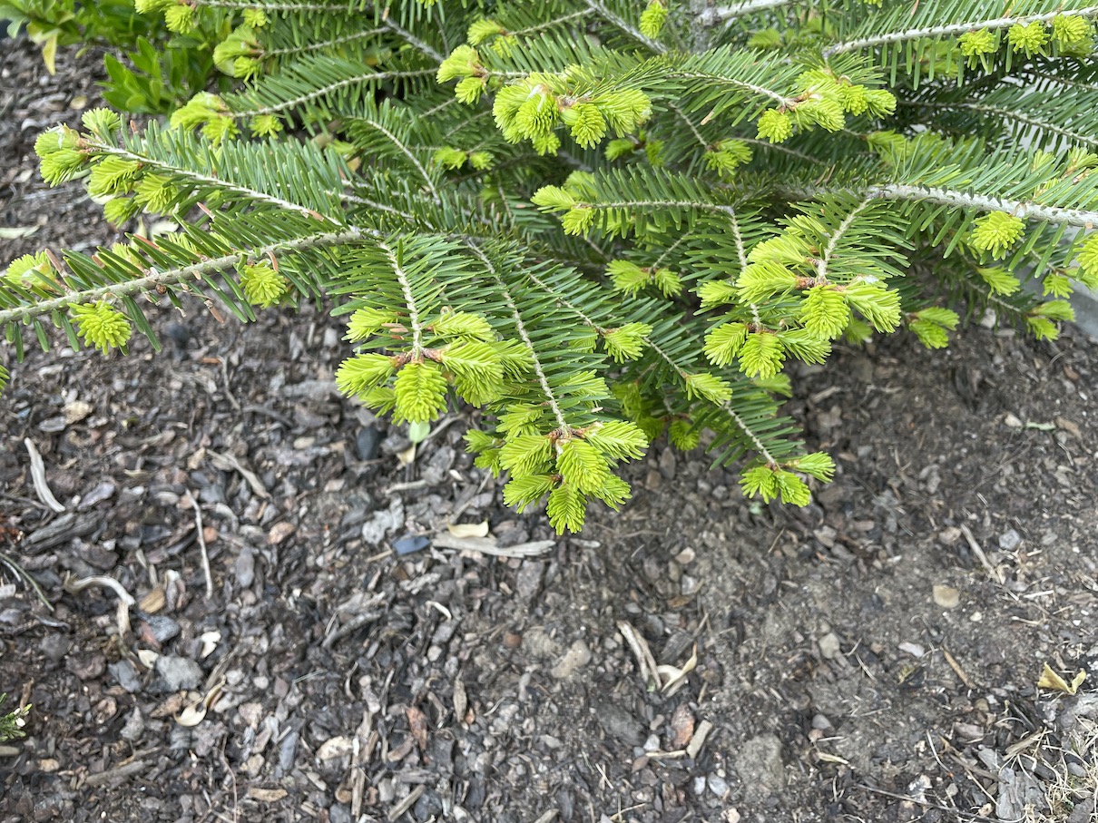 Mulching bark 