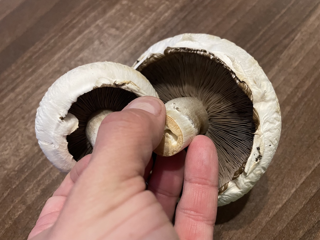 Champignons