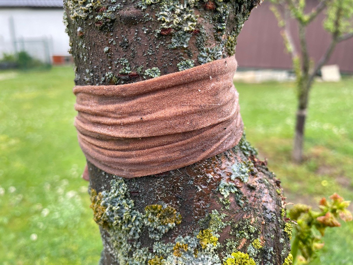 Ants