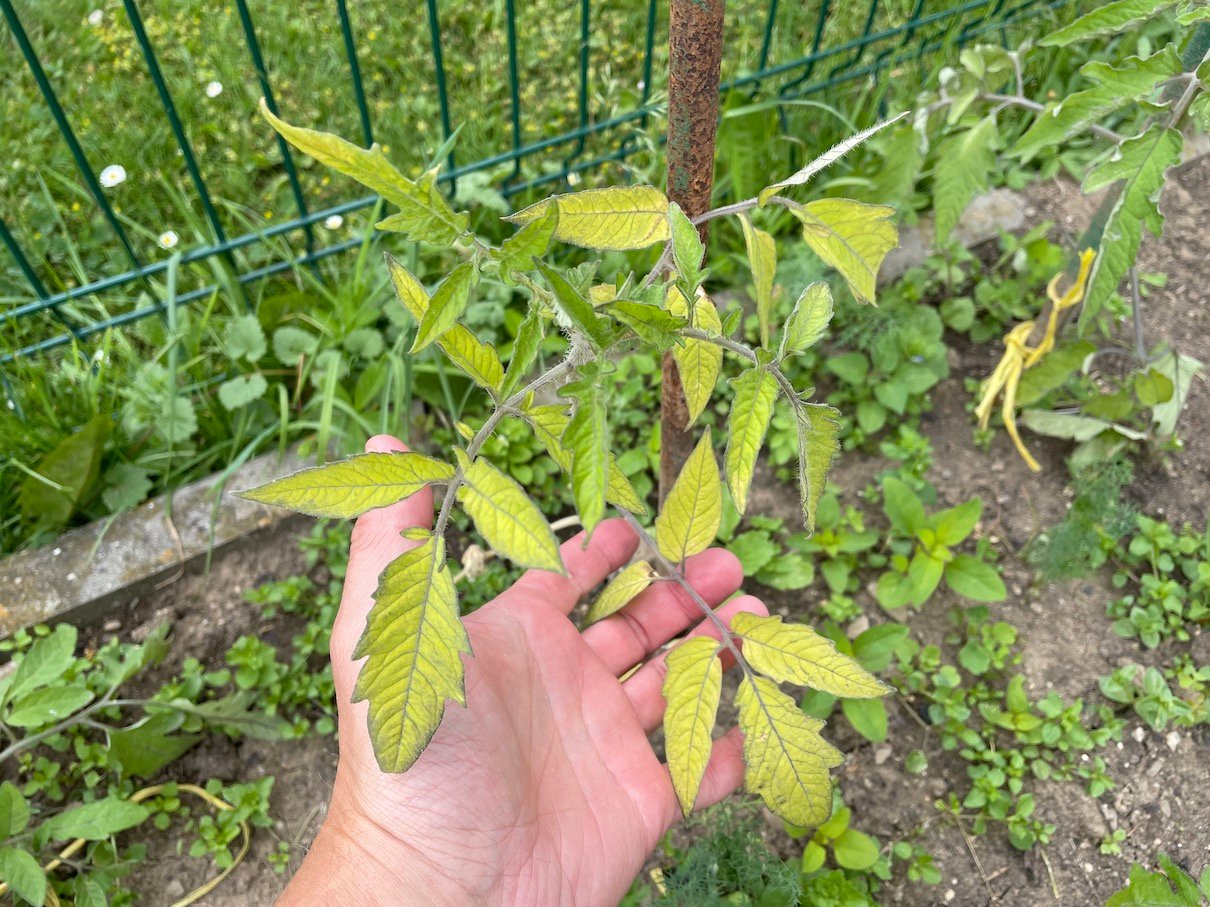 Tomatoes