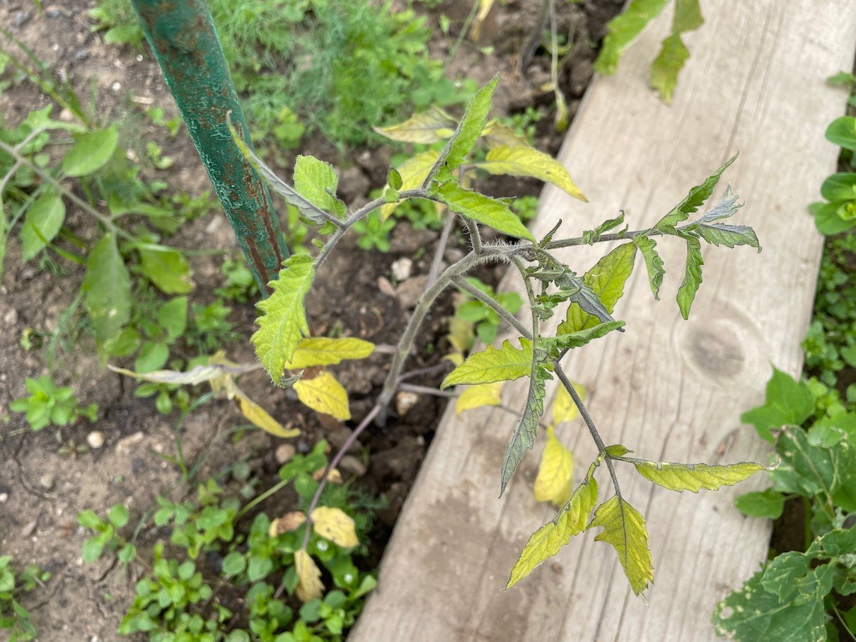 Tomatoes