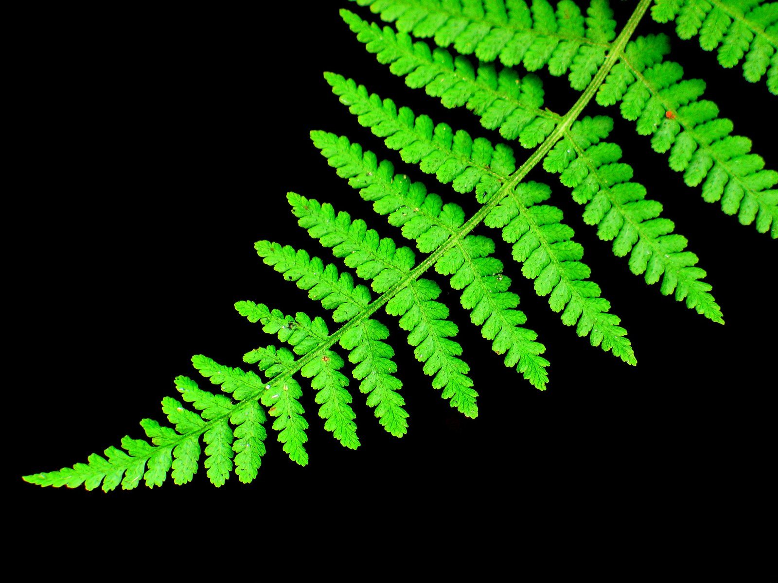 Fern
