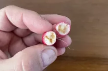 Radishes