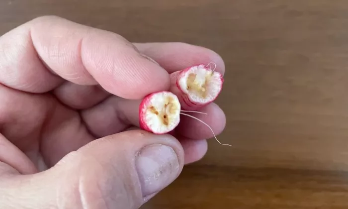 Radishes