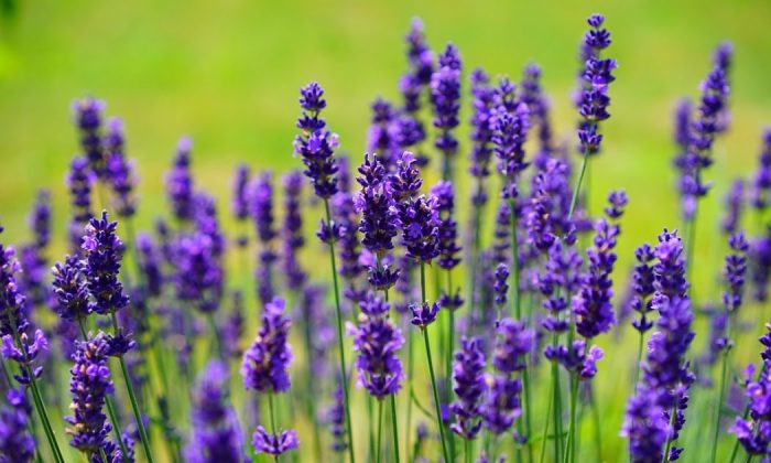 Lavender