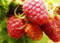Raspberries