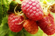 Raspberries