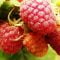 Raspberries