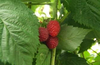 Raspberries