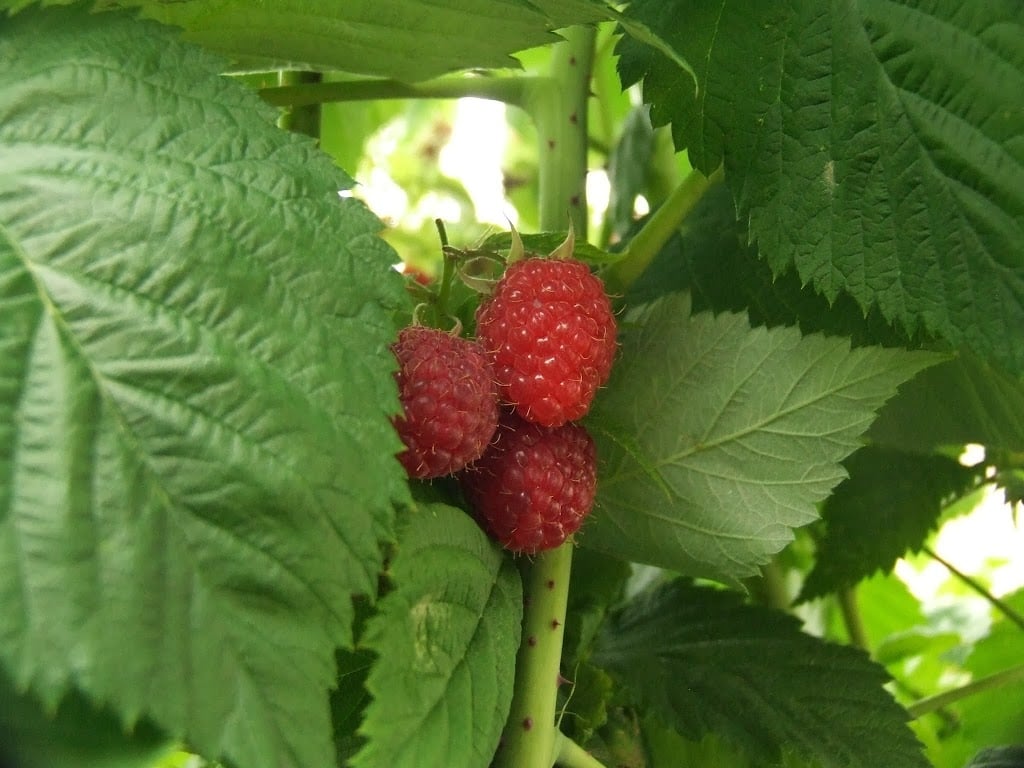 Raspberries