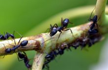 Ants