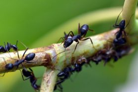 Ants