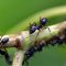 Ants