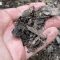 Mulching bark