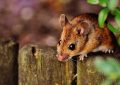 Mice