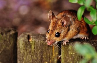Mice