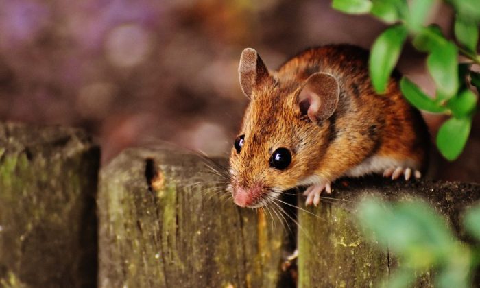 Mice