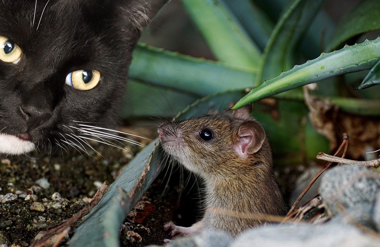 Mice