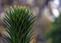 Monkey puzzle tree