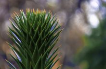 Monkey puzzle tree