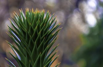 Monkey puzzle tree
