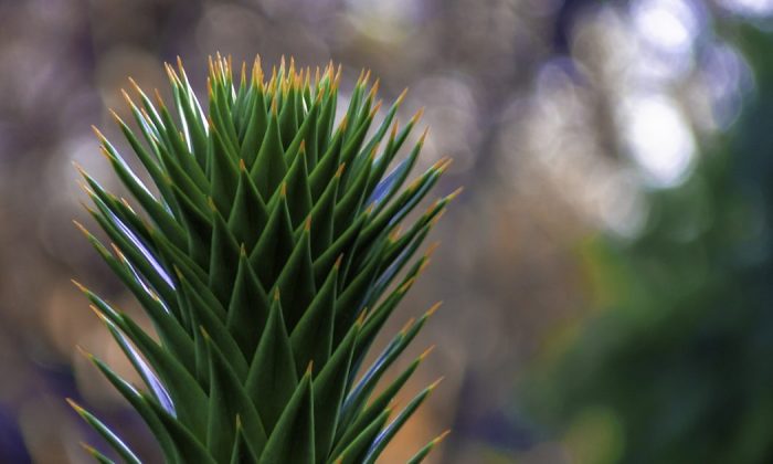 Monkey puzzle tree