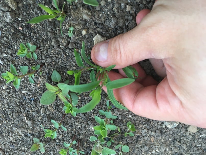 Weeds
