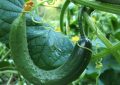 Cucumbers