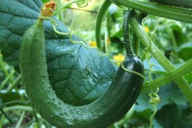 Cucumbers