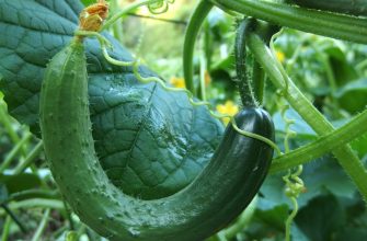 Cucumbers