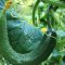 Cucumbers