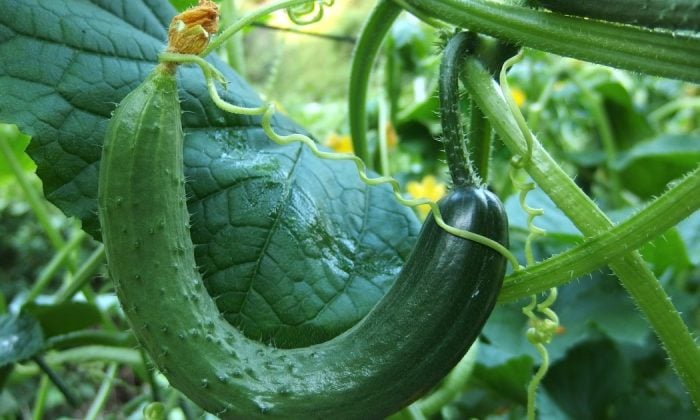 Cucumbers