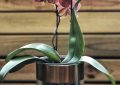 Orchids