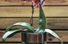 Orchids