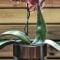 Orchids