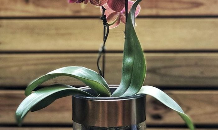 Orchids
