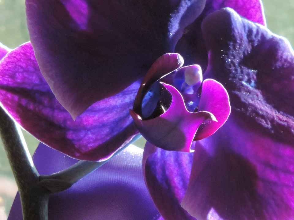 Orchid