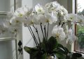 Orchid
