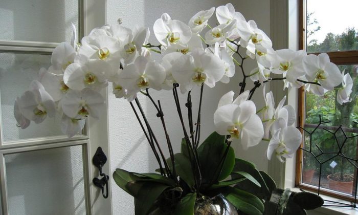 Orchid