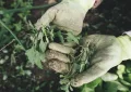Weeds